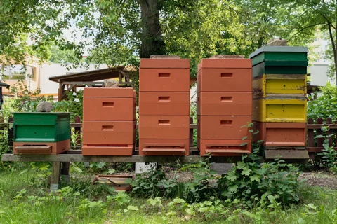 Bienenstöcke bieten den fleißigen Honigbienen ein zu Hause
