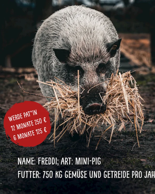 Ein Graues Schwein mit dem Maul voll Heu. Der Text: Pat*in gesucht