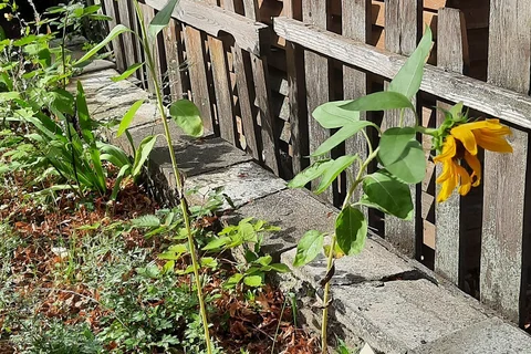 Sonnenblume im Garten