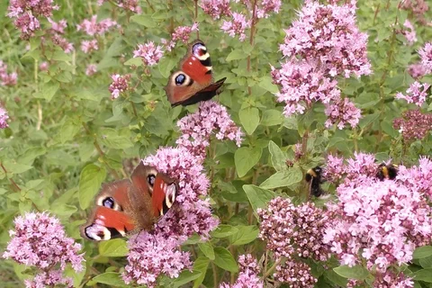 Zwei Schmetterlinge an Blumen