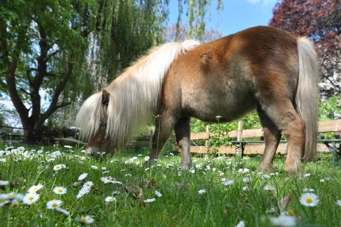 Ein braunes Pony mit langer weißer Mähne und Schweif grast auf einer Wiese voller Gänseblümchen, aus tiefer Perspektive.