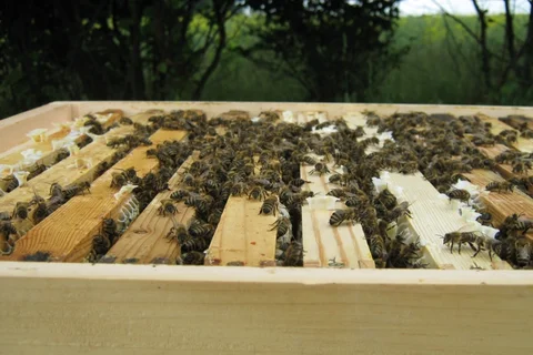 Bienen im Bienenstock
