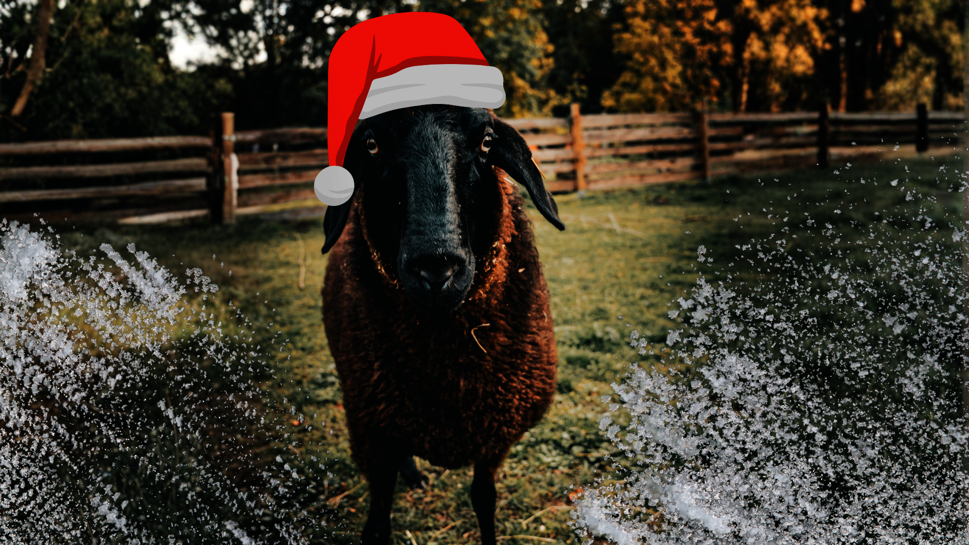 Ein Schaf mit einer Weihnachtsmütze steht auf einer Wiese mit Schnee. 